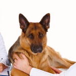 Perro Con Doctores De Animales