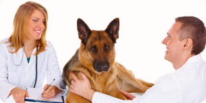 Perro Con Doctores De Animales