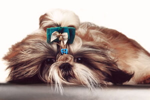 Perro De Apartamento