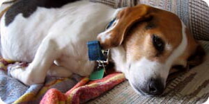 Perro De Aspecto Enfermo