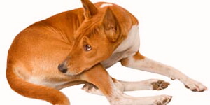 Perro De Aspecto Molesto