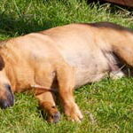 Perro Descansando En El Cesped
