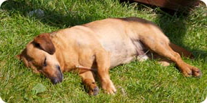 Perro Descansando En El Cesped