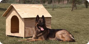 Perro Mascota Fuera De La Caseta De Perro