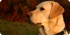 Perro Perdiguero De Labrador Amarillo
