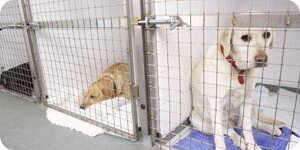 Perros Dentro De Las Jaulas