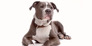 Staffordshire Bull Terrier Saludable