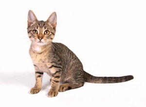 Tenias Felinas
