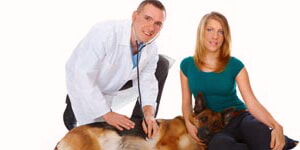 Tratamiento De La Enfermedad Canina