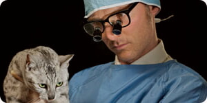 Tratamiento Para Gatos