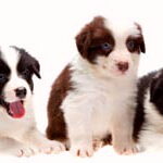 Tres Cachorros De Border Collie