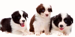 Tres Cachorros De Border Collie