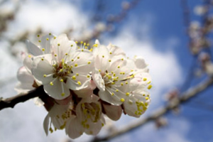 Tipos De Cerezos