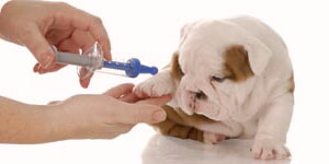 Vacuna Para Cachorros