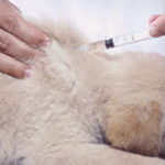 Vacunacion De Cachorros Golden Retriever