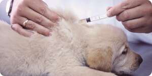 Vacunacion De Cachorros Golden Retriever