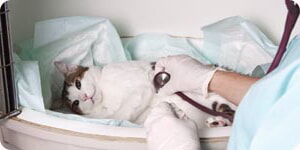 Veterinario Examinando A Un Gato