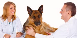 Veterinarios Examinando A Un Pastor Aleman
