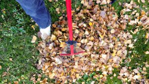Yard Cleaning